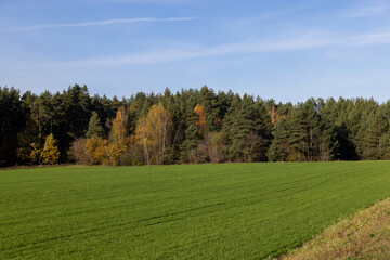 green winter wheat on the edge of the forest with yellow foliage