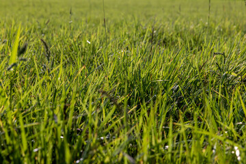 field with grass for harvesting fodder for cows