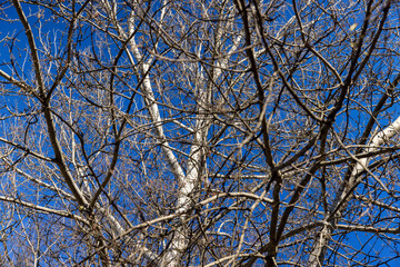 deciduous trees in the park in the early spring season