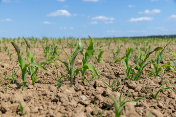 young corn sprouts in early summer, a field