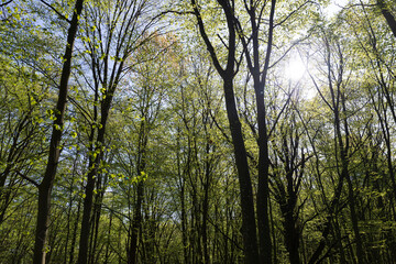 new green foliage on deciduous trees in the forest in the spring season