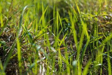dry mown grass and green grass growing in summer