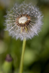 white flowers of dandelion balls in a spring field