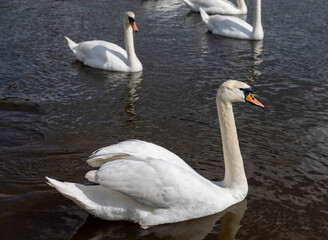 a large number of white swans on the lake in summer