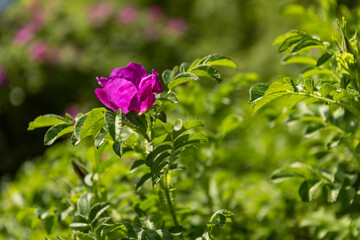 beautiful red rosehip flowers during flowering