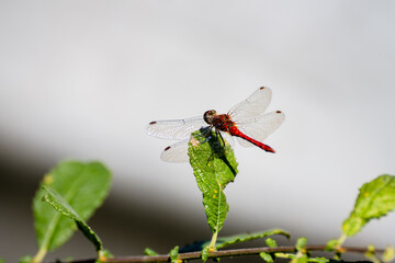 Red dragonfly landing on a green leaf.