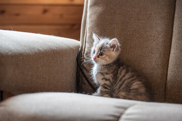 Kutten sitting in a soft chair.