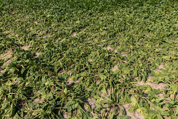 a field with withered beets during heat and drought