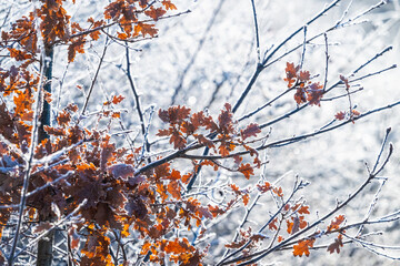 Freezing cold trees in a park at winter.