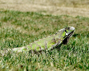 Iguana em gramado