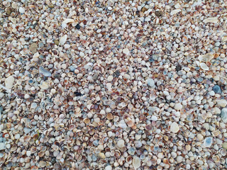 Shell beach on the seashore.