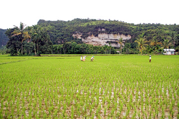 Working in the rice fields in West Sumatra, Indonesia.