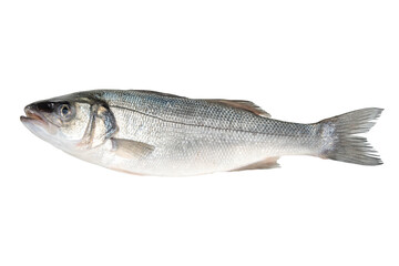 Fototapeta premium Raw fresh seabass fish isolated on white background. Food concept.