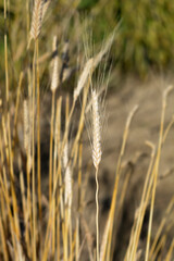 Einkorn wheat