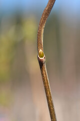 Carolina allspice branch with bud