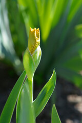 Intermediate bearded iris Pamplemousse flower bud