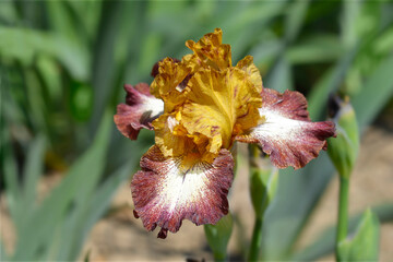 Intermediate bearded iris Broadway Baby flower