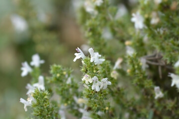 Mountain savory flowers