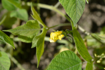 Black gram flower