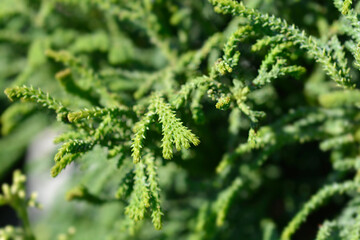 Hinoki cypress Brigitte branches