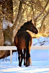 horse in winter