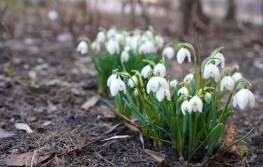 white snowdrops galanthus on stalks with green leaves grow on the ground in spring after the snow melts, the concept of congratulations on Snowdrop Day