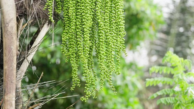 immature fruit of areng palm or arenga pinnata for sugar syrup, keong or kolang-kaling