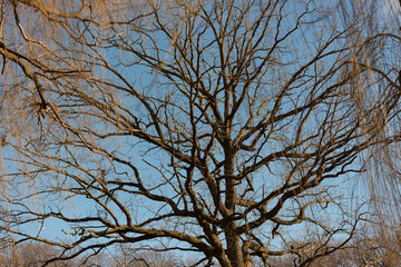 sunset and large tree in near silhouette on a winter afternoon 