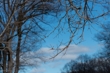 bare trees in near silhouette on a cloudy blue sky winter day
