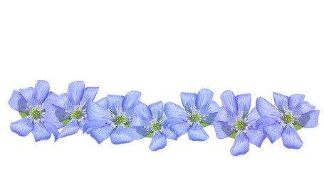 Beautiful blue liverwort flowers on a transparent background. beautiful spring plant, banner. flower garland
	