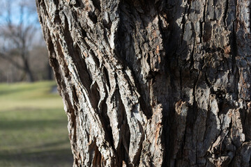 bark texture with near raking sunlight close-up