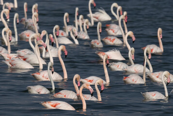 Closeup of Greater Flamingos wading at Eker creek of Bahrain