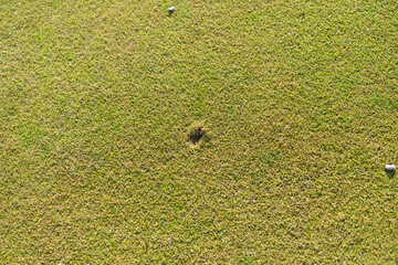 putting green with turf damage