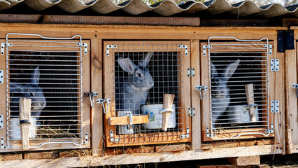 grey rabbits in a cage