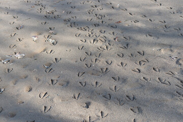 tracks on wet sand