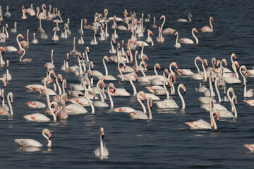 A flock of  Greater Flamingos at Eker creek in the morning, Bahrain