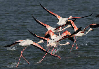 Greater Flamingos takeoff at Eker creek in the morning hours