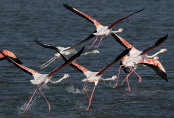 Greater Flamingos takeoff at Eker creek