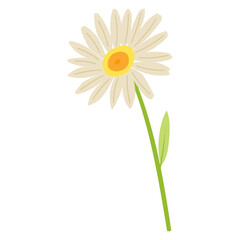 A daisy PNG transparent background in a spring minimal shape floral concept, illustration