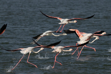 Greater Flamingos flying at Eker creek in the morning, Bahrain