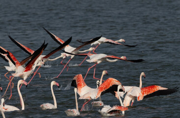 Greater Flamingos takeoff at Eker creek in the morning