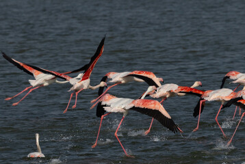 Greater Flamingos running on water to takeoff at Eker creek, Bahrain