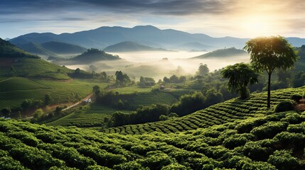 Viewpoint on the top of cameron highland, tea valley and sunrise - obrazy, fototapety, plakaty