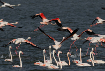 Greater Flamingos takeoff at Eker creek, Bahrain