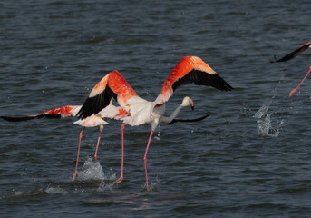 Closeup of Greater Flamingos takeoff at Eker creek in the morning hours