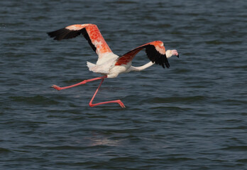 Greater Flamingos takeoff at Eker creek in the morning, Bahrain