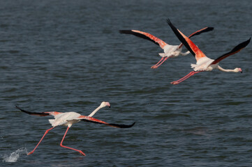 Greater Flamingos takeoff at Eker creek in the morning