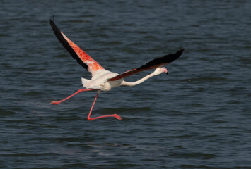 Greater Flamingos takeoff at Eker creek in the morning, Bahrain