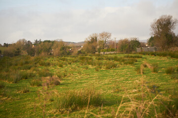 Fototapeta na wymiar pastwisko, Irlandia 
