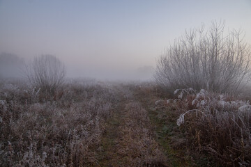 mist in the field